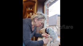 Claws Manicure for A Parrot in Grodno Zoo, Belarus
