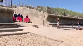 Video captures the moment a seal was released back into the wild - after being found entangled in netting and nursed back to health
