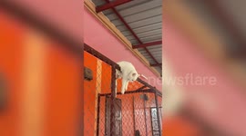 Hapless pet cat climbs over chicken wire fence and ends up being stuck