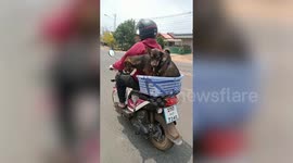 Two pet dogs sit on basket at back of motorcycle with their owner