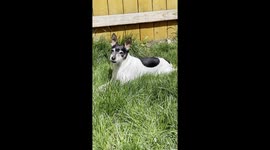 'He is the Freddie Mercury of dogs': Pooch goes viral with uncanny resemblance to iconic singer Part 1/4