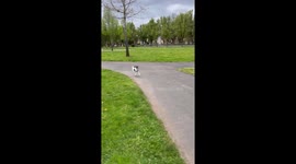'He is the Freddie Mercury of dogs': Pooch goes viral with uncanny resemblance to iconic singer Part 2/4