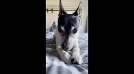 'He is the Freddie Mercury of dogs': Pooch goes viral with uncanny resemblance to iconic singer Part 3/4