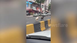 Pair of lost ponies seen running across busy road in Cambodia