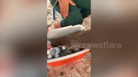 Cheeky wild sea otter jumps inside beer cooler to search food amid tipsy locals