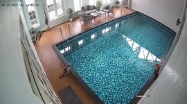 Pet cat has staring contest with friend before jumping into pool