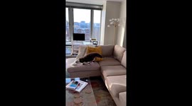 Feline felicity: a heartwarming homecoming meow!