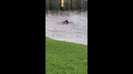Lovestruck ducks show affection to each other in a turbulently chaotic manner