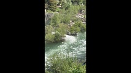 Bear Expertly Fords The River