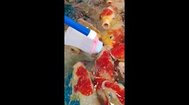 Shoppers use baby bottle to feed school of fish at Chinese mall