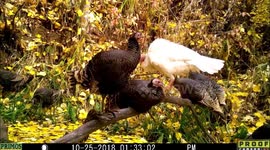 A rafter of wild Merriam's Turkeys are sitting on a perch when a white turkey flies onto the center of the perch at a pond in Idaho.