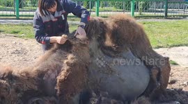 Zoo Workers Take Off 8 Kilos of Camel's Winter Fur in Grodno, Belarus
