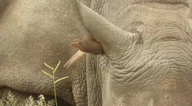 Bird completely disappears down into rhino's ear in search of food