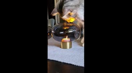 Fake Candles Trick Foolish Cat