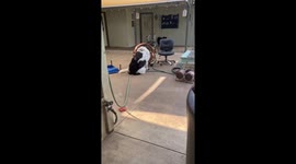 Big Pup Stays Cool With a Big Fan
