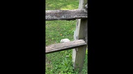 Feeding a White Squirrel
