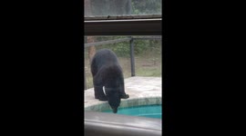 Mama Bear and Cub Visit Backyard Pool