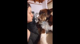 Kisses Make This Pupper Uncomfortable