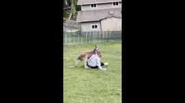 Playful Kangaroo Gets a Bit Too Familiar