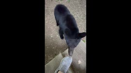 Poor Bear Cub Gets Spooked