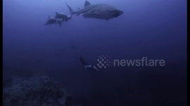 Whale Shark, Manta Ray and Dolphins Swim Together
