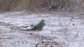 Gaudy male Red-Capped Parrot eating seeds from fallen woody Allocasuarina fruit.