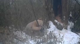 World's only white giant panda spotted alongside others in southern China