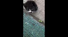 Heroic passersby rescue trapped kitten from wall in China