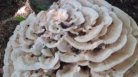 Meripilus sumstinei aka known as Giant Polypore