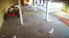 Bungling burglars walk into swimming pool while carrying businessman's safe out of house in Brazil