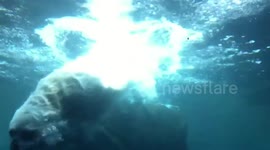 AMUSING footage has captured a playful polar bear diving head first towards a glass separator to scare a group of children.