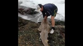 WATCH this kind-hearted fisherman give a stranded Sand Shark a helping hand back into the ocean.