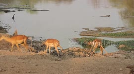 WATCH this incredibly close call as a lucky impala narrowly avoids being snatched by a hungry crocodile.