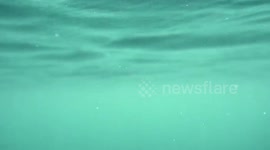 INCREDIBLE images and footage shows a man diving into a lake surrounded by hundreds of jellyfish.