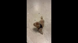 Lovely Toy Poodle's excitement on having his family back together is SUPER CONTAGIOUS