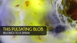 INCREDIBLE video footage has captured a mysterious and terrifying pulsating spider that has scientists scratching their heads.