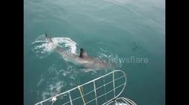 A BRITISH tourist has captured the amazing moment a huge Great White shark breached the water in pursuit of a tasty treat.
