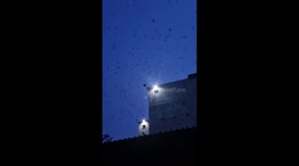 Hundreds of birds surrounded the light bulb that came on in front of the man's house.