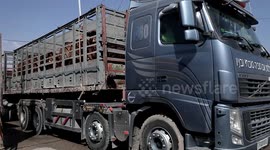 Trucks carrying calves and sheeps arrive at Kerem Shalom crossing with Israel in Rafah in the southern Gaza Strip.
