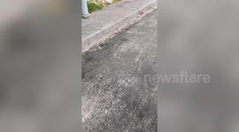 Green snake hunts down lizard outside family's home