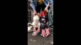 These rare chickens have huge legs with rough rough scales and spikes that look scary