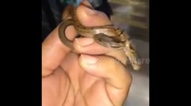 THIS CASE of double trouble is sure to give you the creeps as new footage has captured a two-headed snake slithering up a man’s hand.