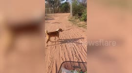 Pet dog fights with snake blocking owners on road