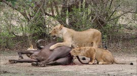 GRUESOME pictures and video have captured nature at its cruelest as a group of lions kills a pregnant African buffalo before eating her unborn calf.
