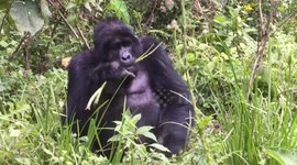 A GRUMPY gorilla gave a group of British photographers the finger while simultaneously letting off wind after they interrupted his meal.