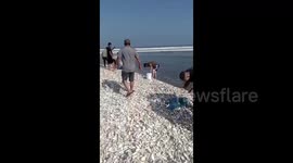 Chinese residents collect oysters washed ashore