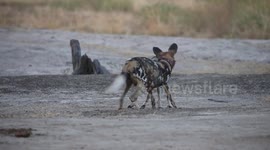 THE INCREDIBLE moment a pack of African wild dogs turned to attack a lethal hyena as it attempted to poach their dinner has been captured in a spectacular series of shots.