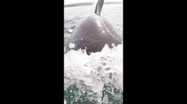 TERRIFYING IMAGES and video of four Great White sharks lunging at a boat have been captured by a British videographer.