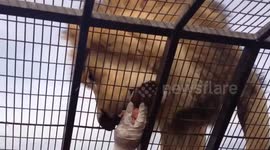 ROLE REVERSAL footage and images show the moment a wild 400-pound lion sprung on top of a cage full of humans and waited patiently to be hand fed.