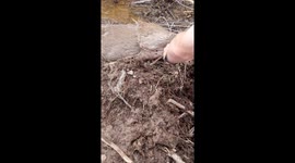 Deer Rescued From Tangled Wire